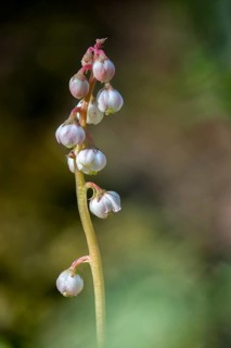 Ericaceae, heather family, small wintergreen, pyrola minor, common wintergreen, flora, high size,