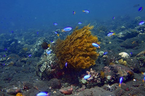 Blue fish, neon damselfish (Pomacentrus coelestis), swarm around cypress nettle fern (Aglaophenia