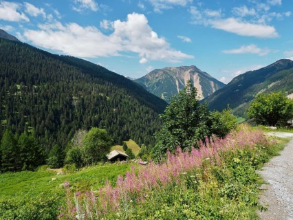Blooming sally (Epilobium angustifolium) lines a path offering views of wooded mountains beneath a