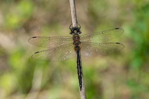 Spotted emerald dragonfly, somatochlora flavomaculata, yellow-spotted emerald, anisoptera,