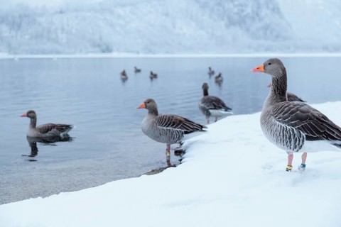 On a cloudy winter day, as snow falls, a few gray geese (Anser anser) stand in the snow on the