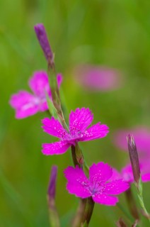 Caryophyllaceae, Dianthus deltoides, heather clove, flora, high size, portrait, maiden pink, plants