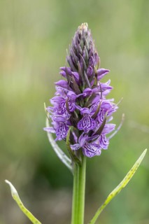 Moorland spotted orchid (Dactylorhiza maculata), Emsland, Lower Saxony, Germany