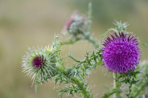Asteraceae, musk thistle, carduus macrocephalus, carduus nutans, daisy thistle, thistle, flora,