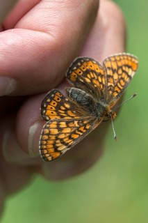 Bite check moth, bite cheek moth, euphydryas aurinia, eurodryas aurinia, golden tick moth, marsh