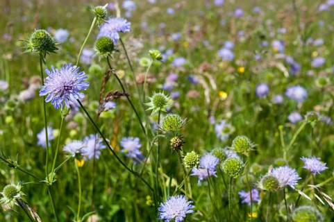 Field widow flower, asteraceae, dipsacaceae, card family, knautia arvensis, daisy flower, meadow