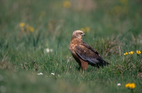 Accipitriformes, Circus Aeruginosus, Marsh Harrier, Harrier, Birds of Prey, Male, Raptors, Birds