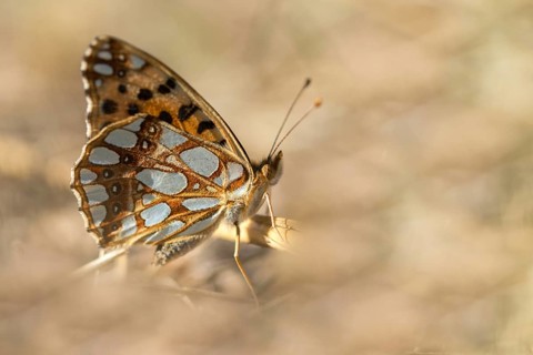 Argynnis Lathonia, Issoria Lathonia, Little Mother of Pearl Butterfly, Queen of Spain Fritillary,