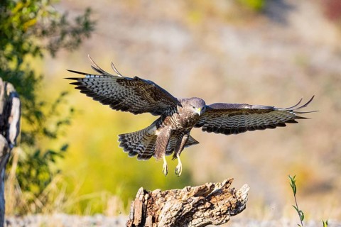 Common Buzzard (Buteo buteo) Germany