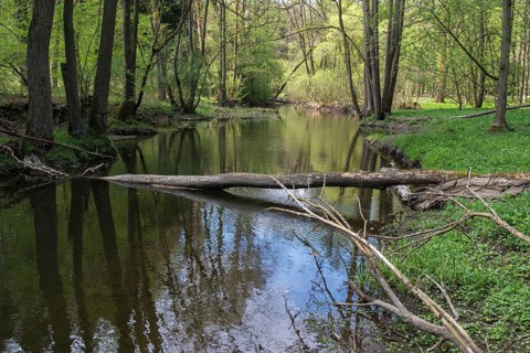 Germany, Greiz, Hammermühle, Thuringia, Weidatal, rivers, river dynamics, river, dead wood,