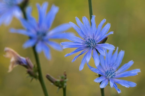 Asteraceae, cichorium intybus, common chicory, common chicory, daisy, chicory, flora, plants,