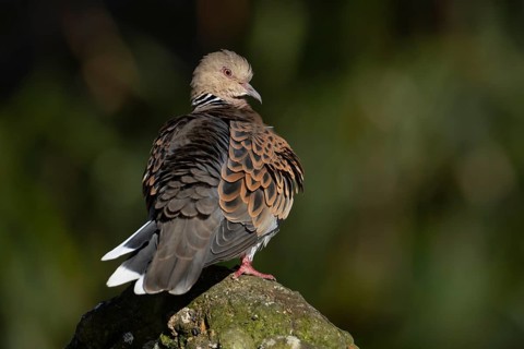 European turtle dove (Streptopelia turtur) adult bird on a rock, England, United Kingdom