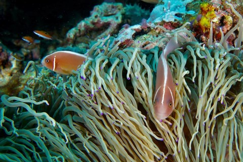 Two clownfish, the collared anemonefish (Amphiprion perideraion), swim through a large, striking