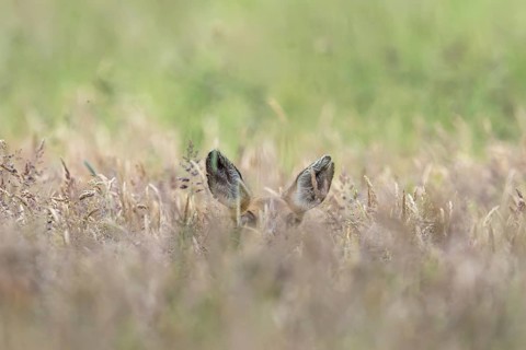 Roe deer (Capreolus capreolus), hidden in a cornfield, Vulkaneifel, Rhineland-Palatinate, Germany