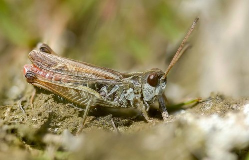Acrididae, Caelifera, Chorthippus dorsatus, field locusts, gomphocerinae, short-feeler, steppe