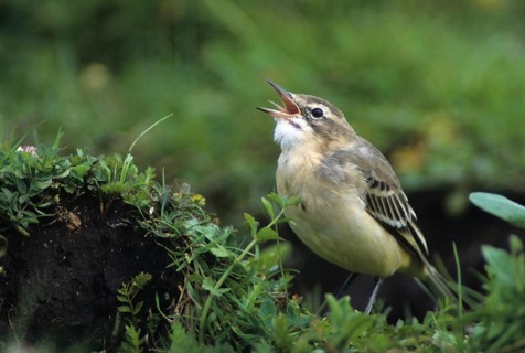 Motacilla flava, sheeptail, western yellow wagtail, yellow wagtail, birds, adolescent, juvenile,