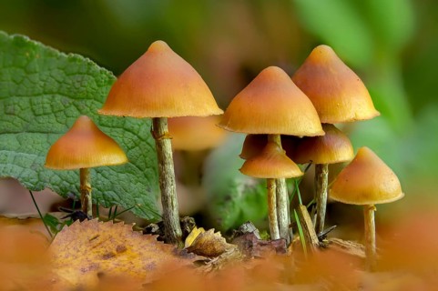 Agaricus autumnalis, deadly galerina, galerina autumnalis, galerina marginata var autumnalis,