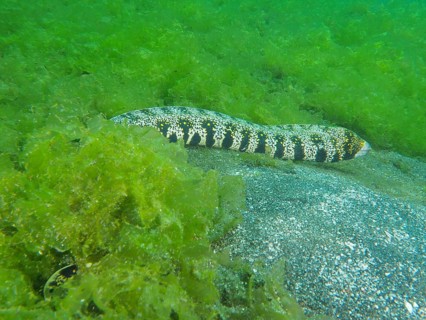A black-and-white-patterned star-spotted moray eel (Echidna nebulosa) rests on a sandy seabed,