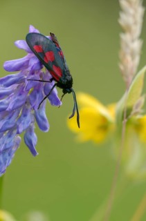 Wetland ram, five-spot burnet, clover ram, marsh horn clover ram, zygaena trifolii, blood droplets,