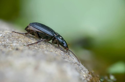 Brown-footed broad-necked beetle, Calathus fuscipes, large sandpiper, gyro beetle, coleoptera,