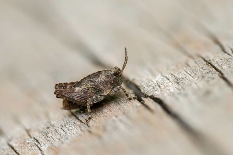 Caelifera, spinhopper, short-feeler spiny, long-horned groundhopper, tetrix tenuicornis,
