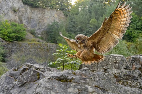 Eurasian Eagle-owl (bubo bubo) flying, Gerolstein, Rhineland-Palatinate, Germany