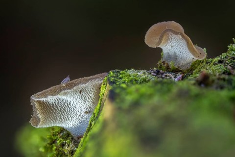 Ice mushroom, ice tooth, gelatinous trembling, toothed jelly mushroom, pseudohydnum gelatinosum,