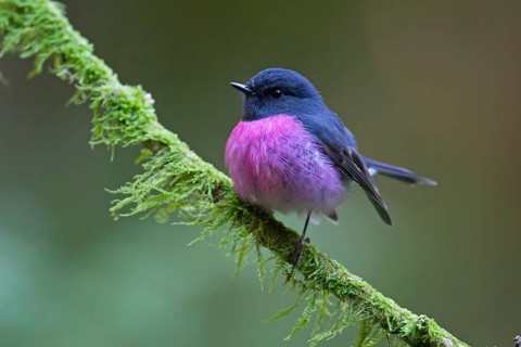 Pink Robin (Petroica rodinogaster) male perched on a mossy branch, Victoria, Australia