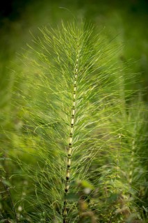 Equisetaceae, equisetum telmateia, giant horsetail, horsetail, great horsetail, high size, vertical