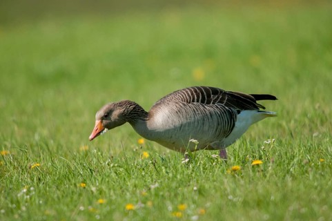 Anser Anser, Greylag or Graylag Goose, Grelag Goose, Anatidae, Birds, Duckbirds, Goose, Geese,