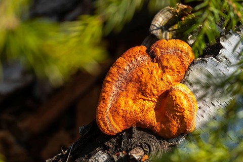 Coriolus cinnabarinus, Fabisporus cinnabarinus, Hapalopilus cinnabarimus, northern vermilion