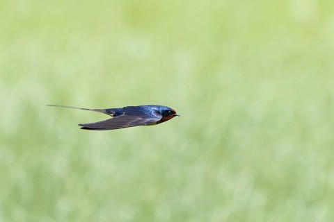 A swift-flying swallow against a blurred green background, a barn swallow (Hirundo rustica) in