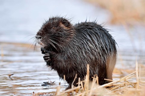 Nutria or coypu (Myocastor coypus) grooming itself on the riverbank, North Rhine-Westphalia,