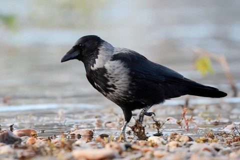 A hooded crow (Corvus cornix) stands on the banks of the Elbe, Saxony, Germany