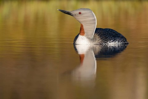 Red-throated diver (Gavia stellata) in breeding plumage on a lake in Sweden, Knuthöjdsmossen,