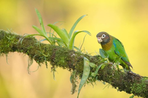 Brown-hooded Parrot (Pyrilia haematotis), Costa Rica