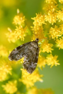 Anthophila Fabriciana, brown spreader wing butterfly, stinging nettle butterfly, common nettle tap,