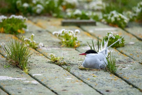 Arctic tern, arctic tern, Norway, sterna paradisaea, varanger, birds, breed, brood,