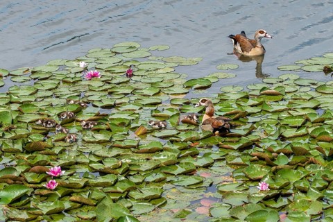 Alopoch aegyptiacus, Egyptian goose, family, Nile goose, Anatidae, birds, duckbirds, goose, geese,