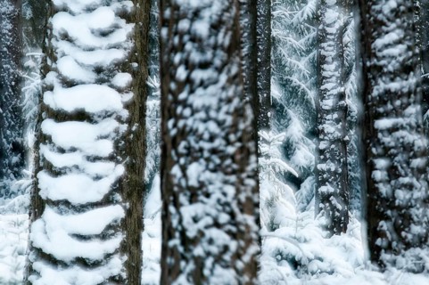 Tree, trees, coniferous forest, snow, tree, forest, winter, wood