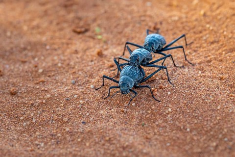 Three fog beetles (Onymacris unguicularis), mating, Toktokkie beetle, in the sand, Namib Desert,