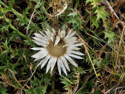 White-flowered silver thistle (Carlina acaulis) against a green background in the wild, Goms,