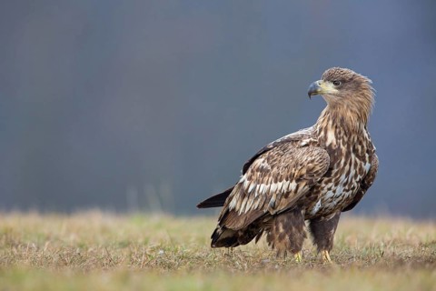 White-tailed eagle, hawk family, animals, birds, birds of prey, (Haliaeetus albicilla), biotope,