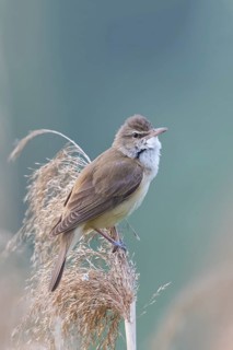 Reed warbler, (Acrocephalus arundinaceus), reedbed perch, biotope, habitat, animals, birds,