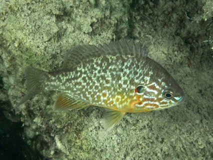A colourfully patterned pumpkinseed sunfish (Lepomis gibbosus) swims along a rocky underwater wall