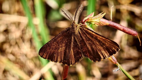 Close-up of a brown butterfly, the Black Geometer (Odezia atrata) with outstretched wings, resting