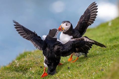 Two puffins (Fratercula arctica), puffins, fighting, Hermaness National Nature Reserve, Unst,