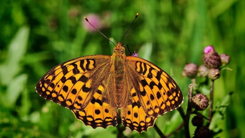 Butterfly, large pearl-spotted fritillary (Argynnis aglaja), close-up with vividly patterned wings