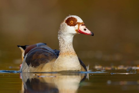 Egyptian Goose (Alopochen aegyptiaca), North Rhine-Westphalia, Germany