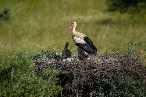 Ciconia ciconia, white stork, birds, ciconiiformes, extremadura, nest, walking birds, Spain, wading